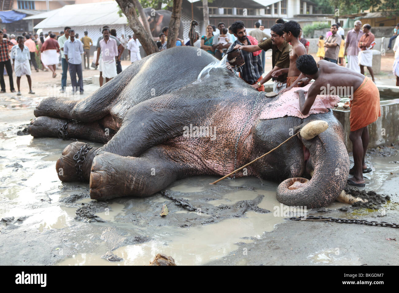 Cornacs lave un éléphant à thrissur, Kerala Banque D'Images