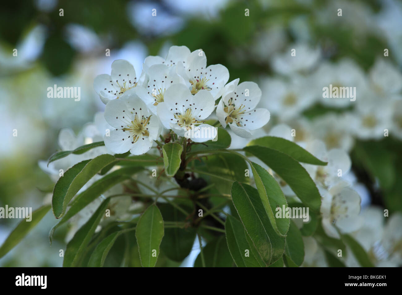 Pear Tree Blossom. Banque D'Images