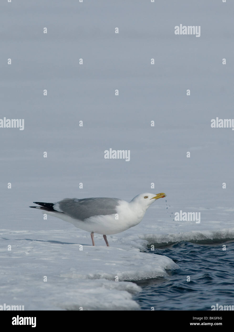 Amerikaanse Zilvermeeuw een staat op het ijs en eau drinkt Uit het meer. Un goéland argenté américain est debout sur la glace et l'eau potable du lac Banque D'Images