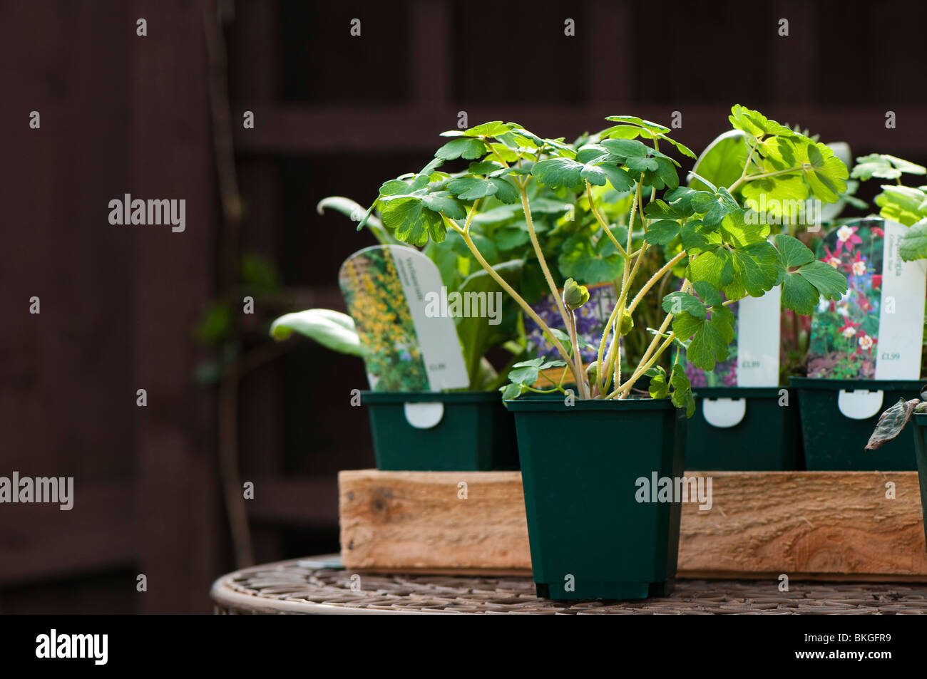 Sélection de plantes herbacées cultivées en pépinière dans des pots dans un plateau en bois prêt à planter dans le jardin Banque D'Images