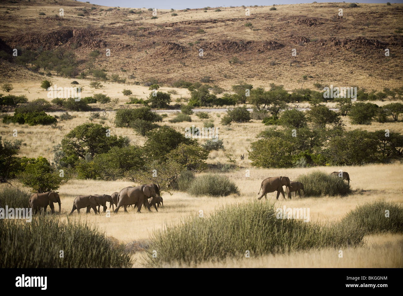 Adapté du Désert éléphants dans la concession de Palmwag, région de Kunene, le nord de la Namibie. Banque D'Images