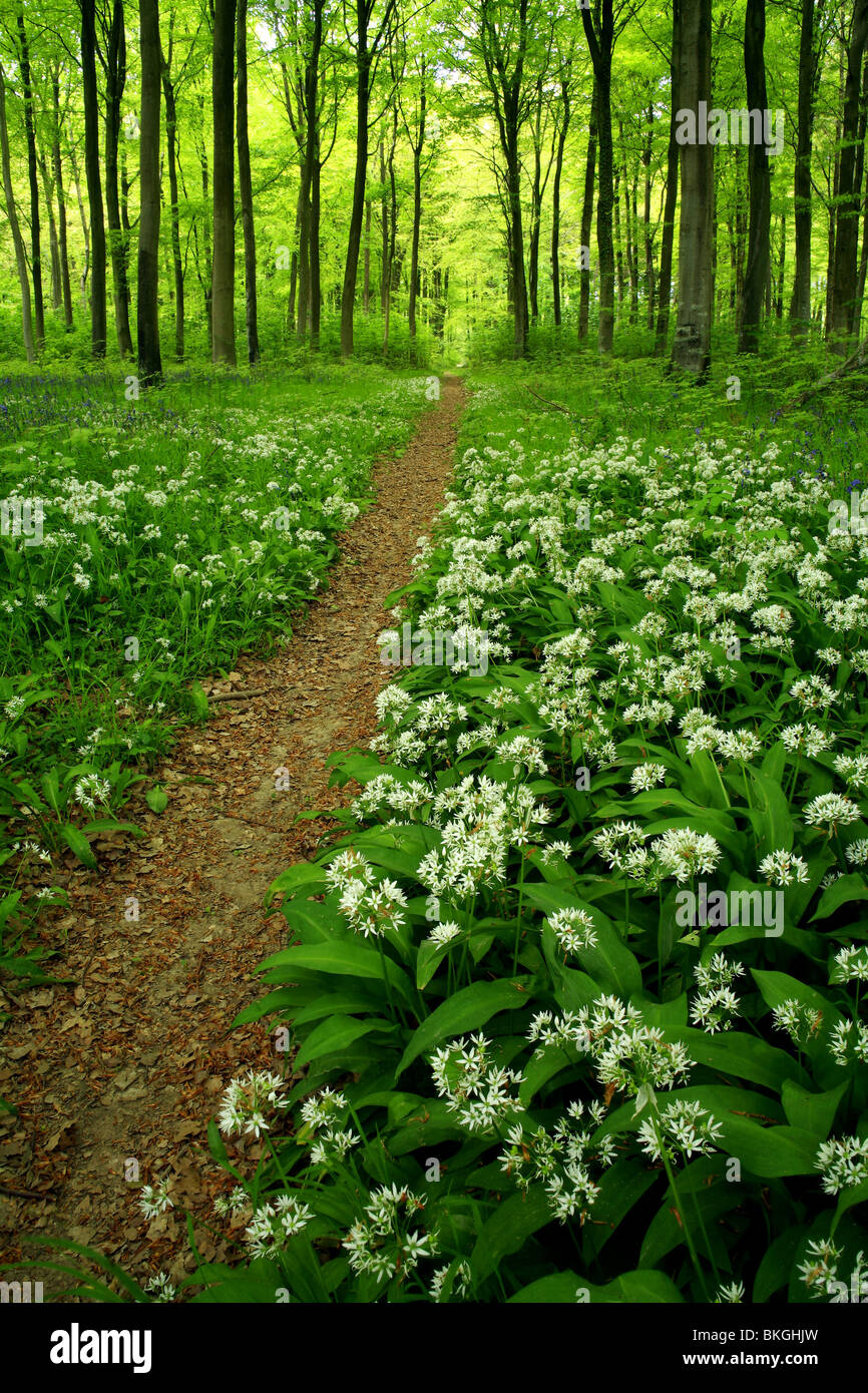 Une piste à travers les forêts au printemps à l'ail sauvage Banque D'Images