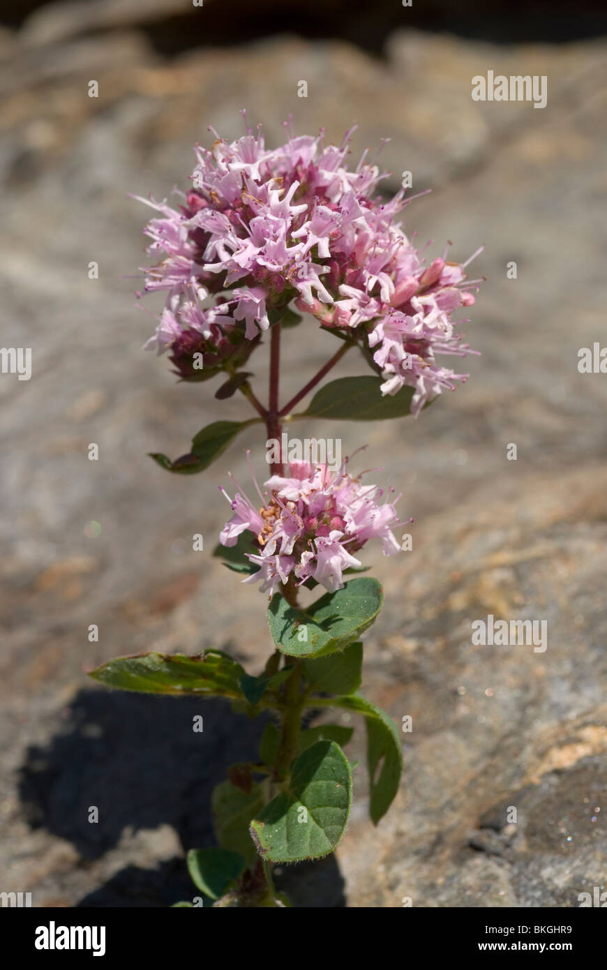 L'origan (Origanum vulgare) Banque D'Images