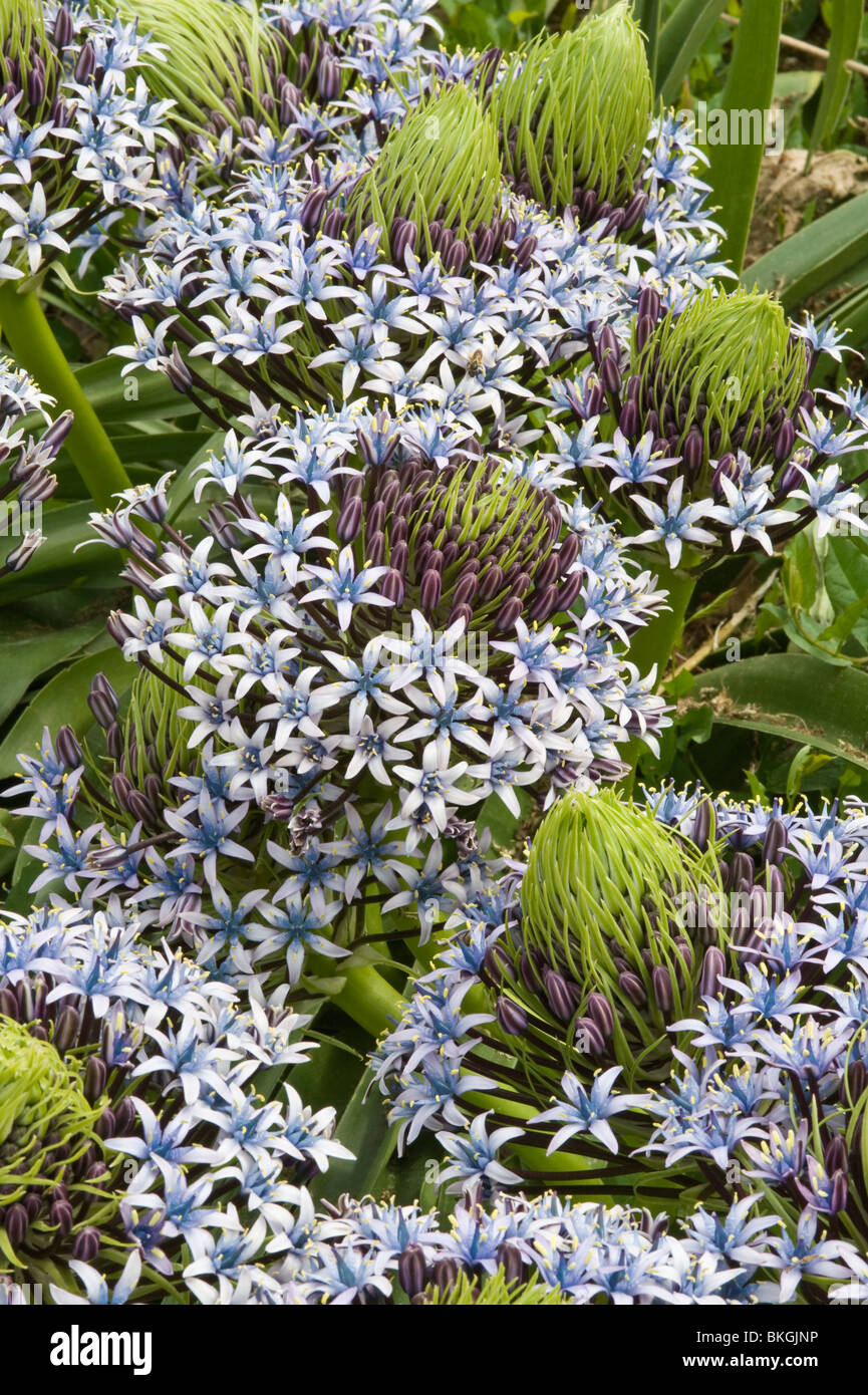 Squill Scilla peruviana (géant) fleurs jardin méditerranéen Espagne Banque D'Images