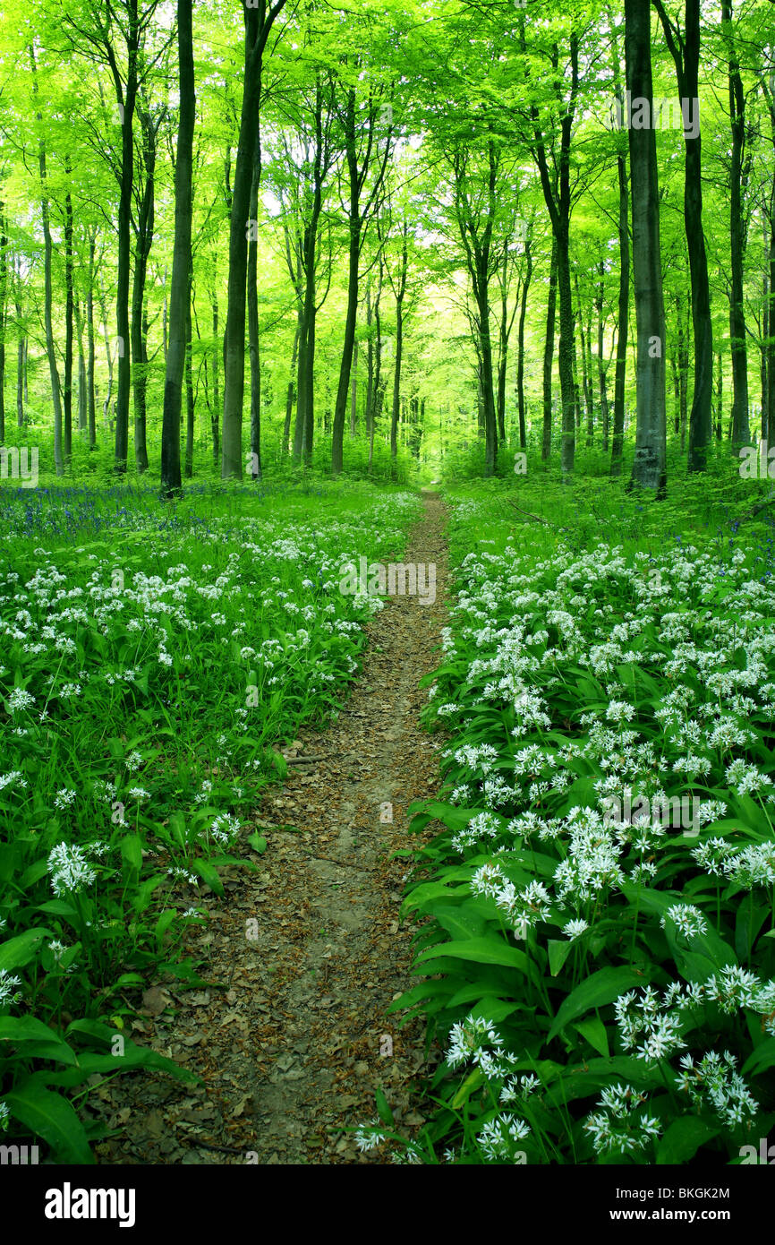 Une piste à travers les forêts au printemps à l'ail sauvage Banque D'Images