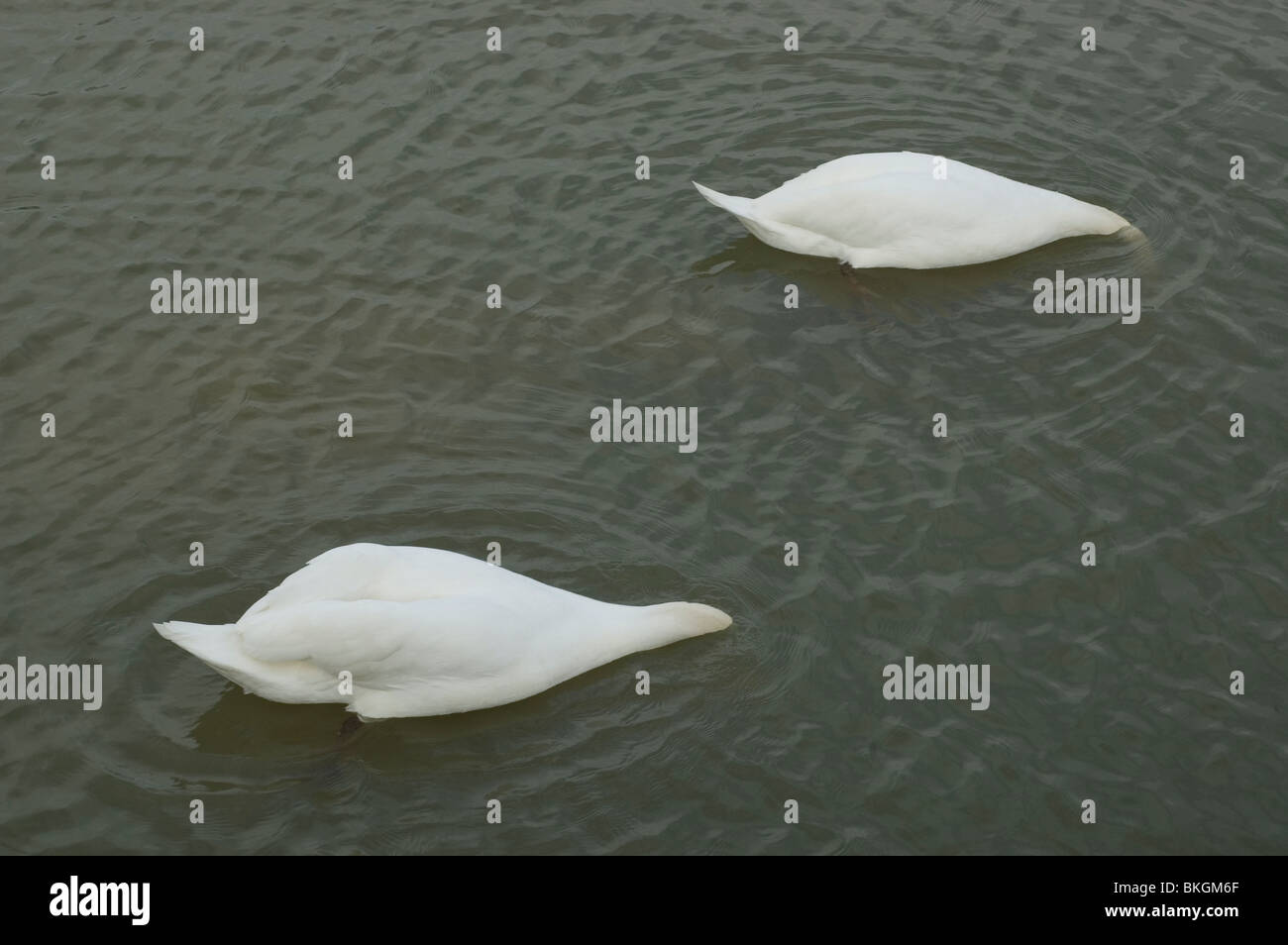 Le Cygne tuberculé (Cygnus olor) alimentation Banque D'Images