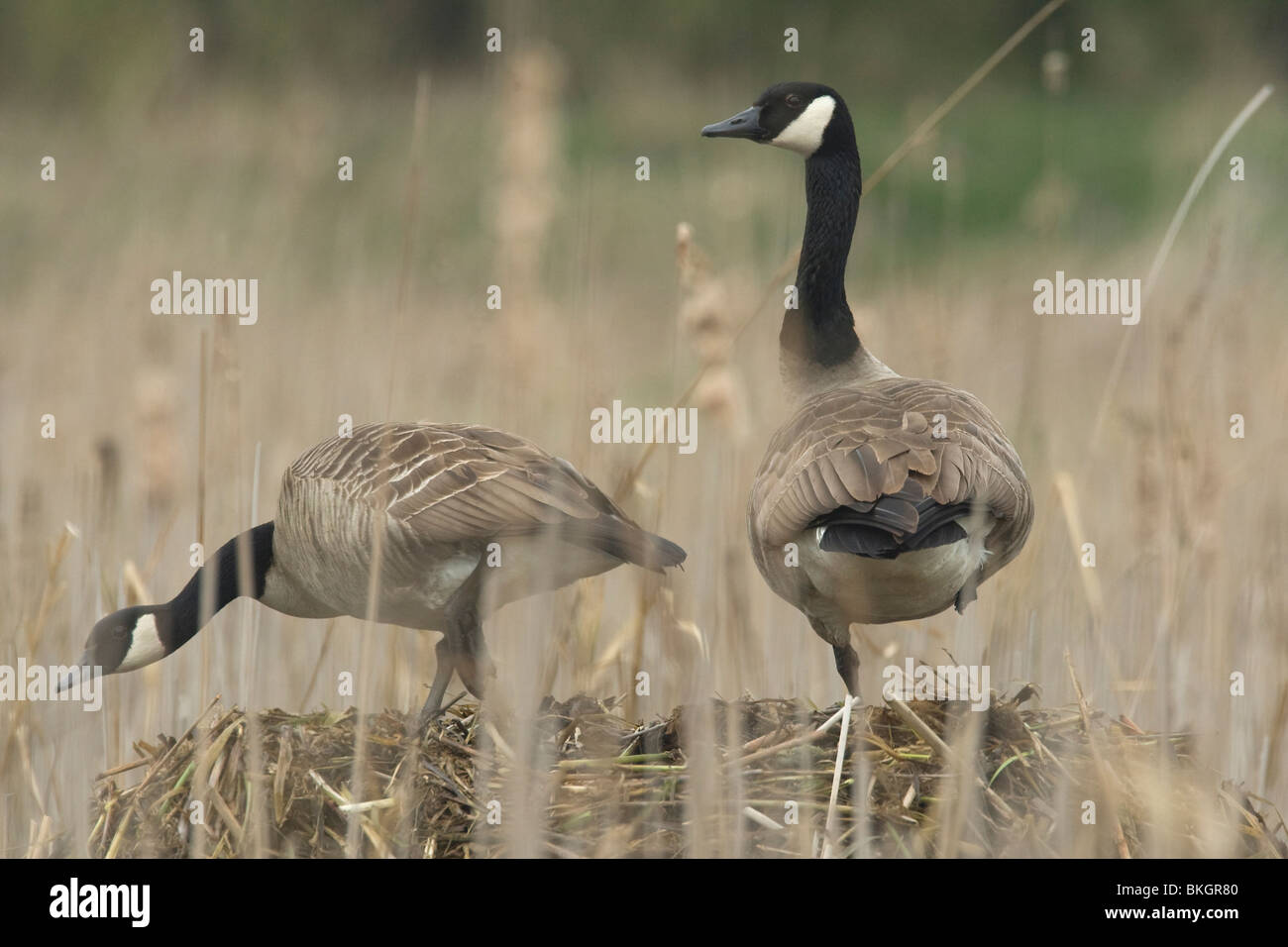 Grote Canadese Gans paar op nid ; Paire de Canada goose au nid Banque D'Images