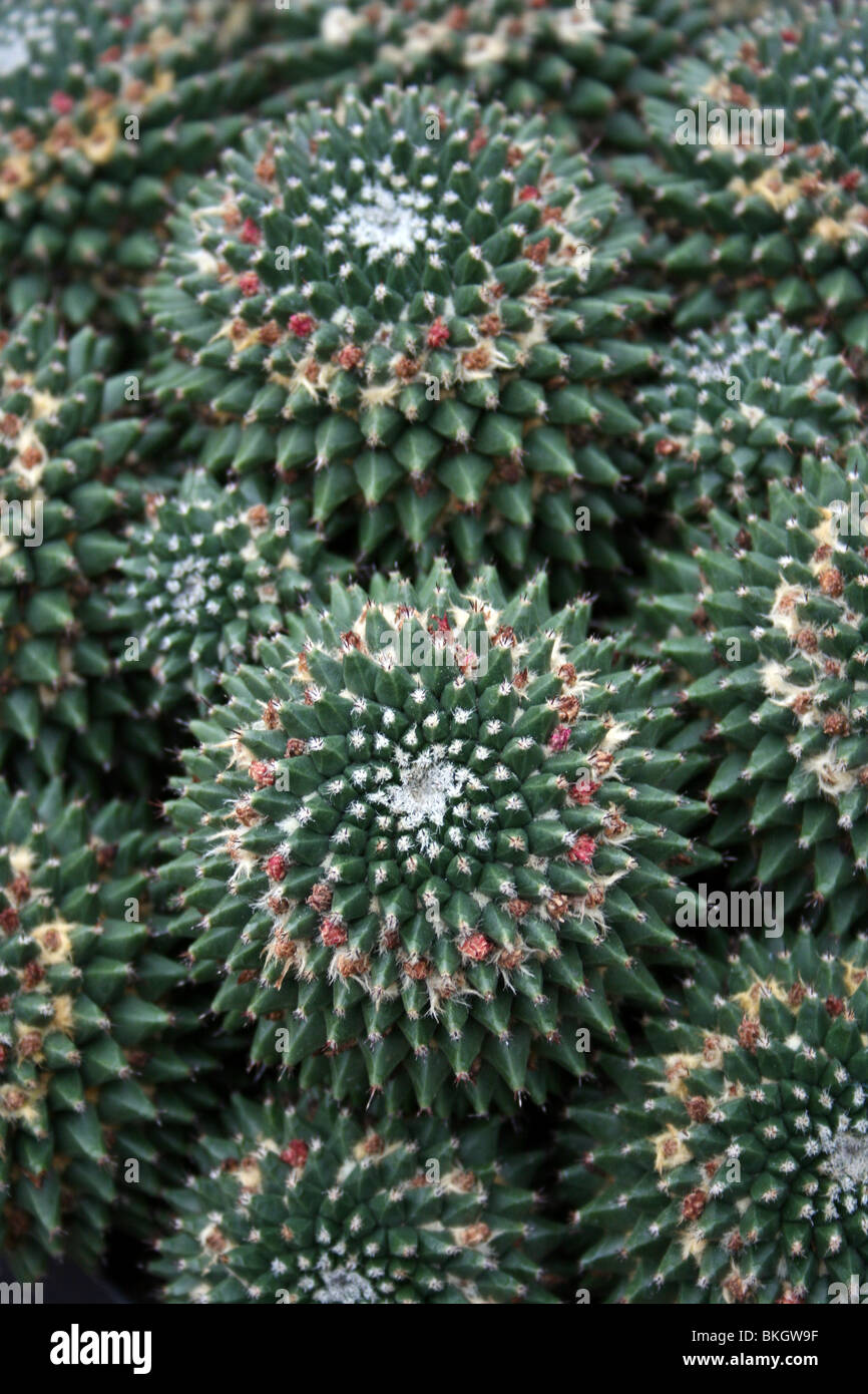 Close Up of Cactus prises sur le Zoo de Chester, England, UK Banque D'Images