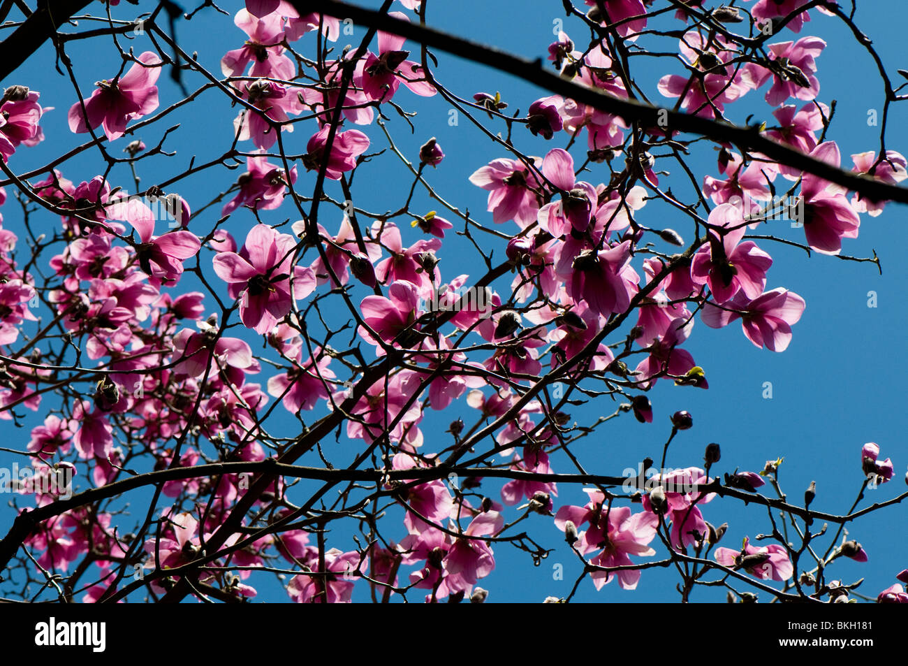 Magnolia sprengeri 'Diva' en fleurs au printemps Banque D'Images