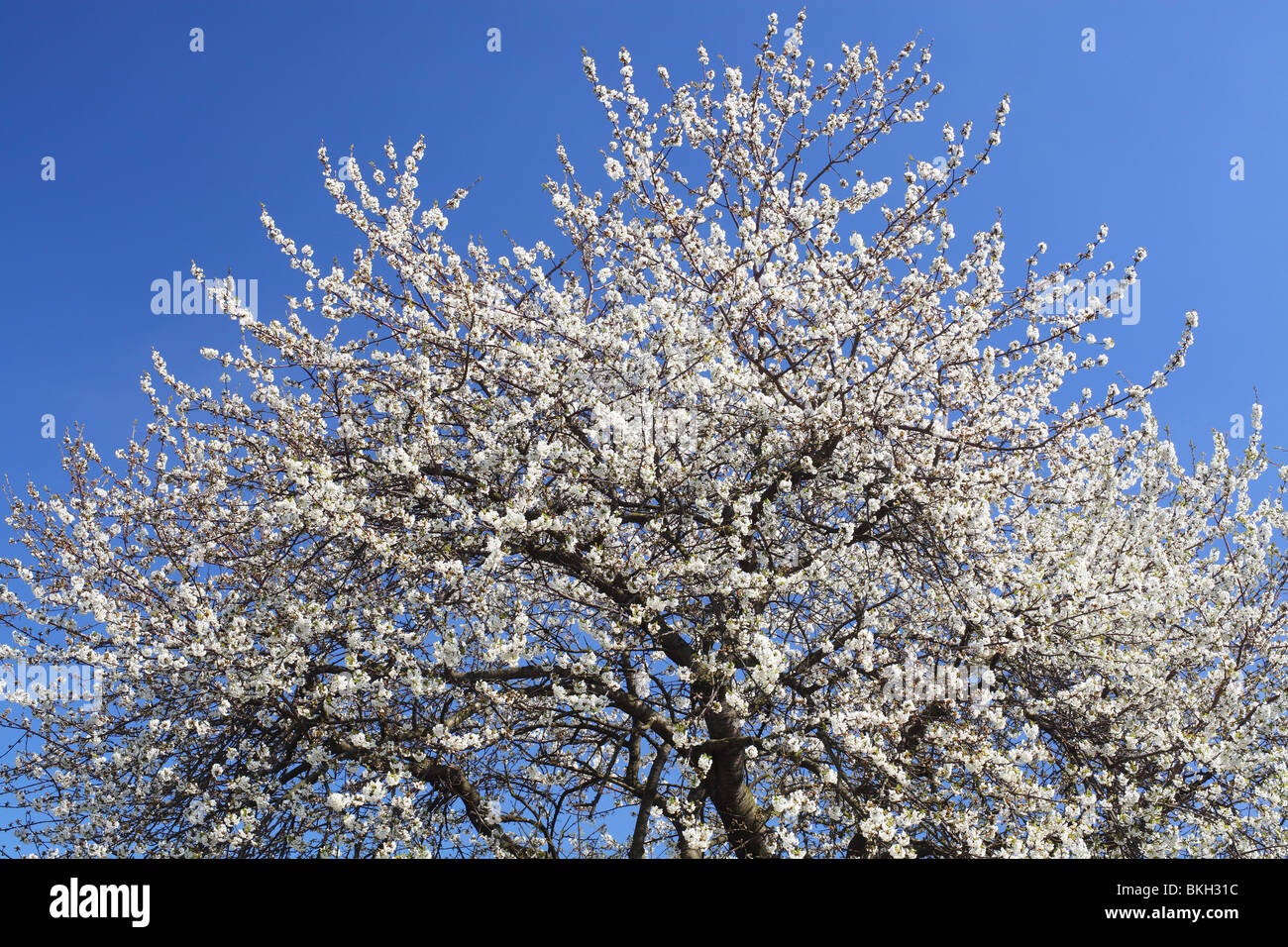 Les cerisiers fleurissent dans une journée de printemps ensoleillée Cerasus avium Banque D'Images