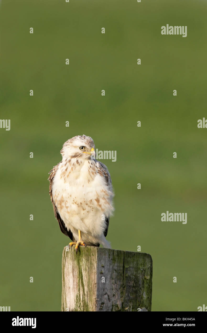 Buizerd op paal jagend ; sur la chasse pôle buzzard Banque D'Images