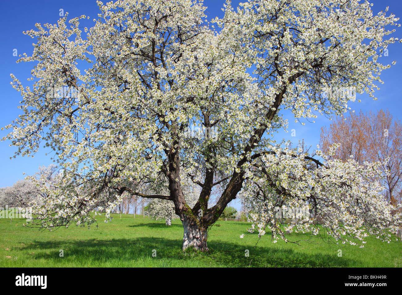 Les cerisiers fleurissent dans une journée de printemps ensoleillée Cerasus avium Banque D'Images