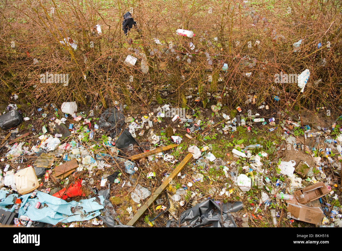 Les déchets et détritus le long des routes faisant l'aire hedge UK Banque D'Images