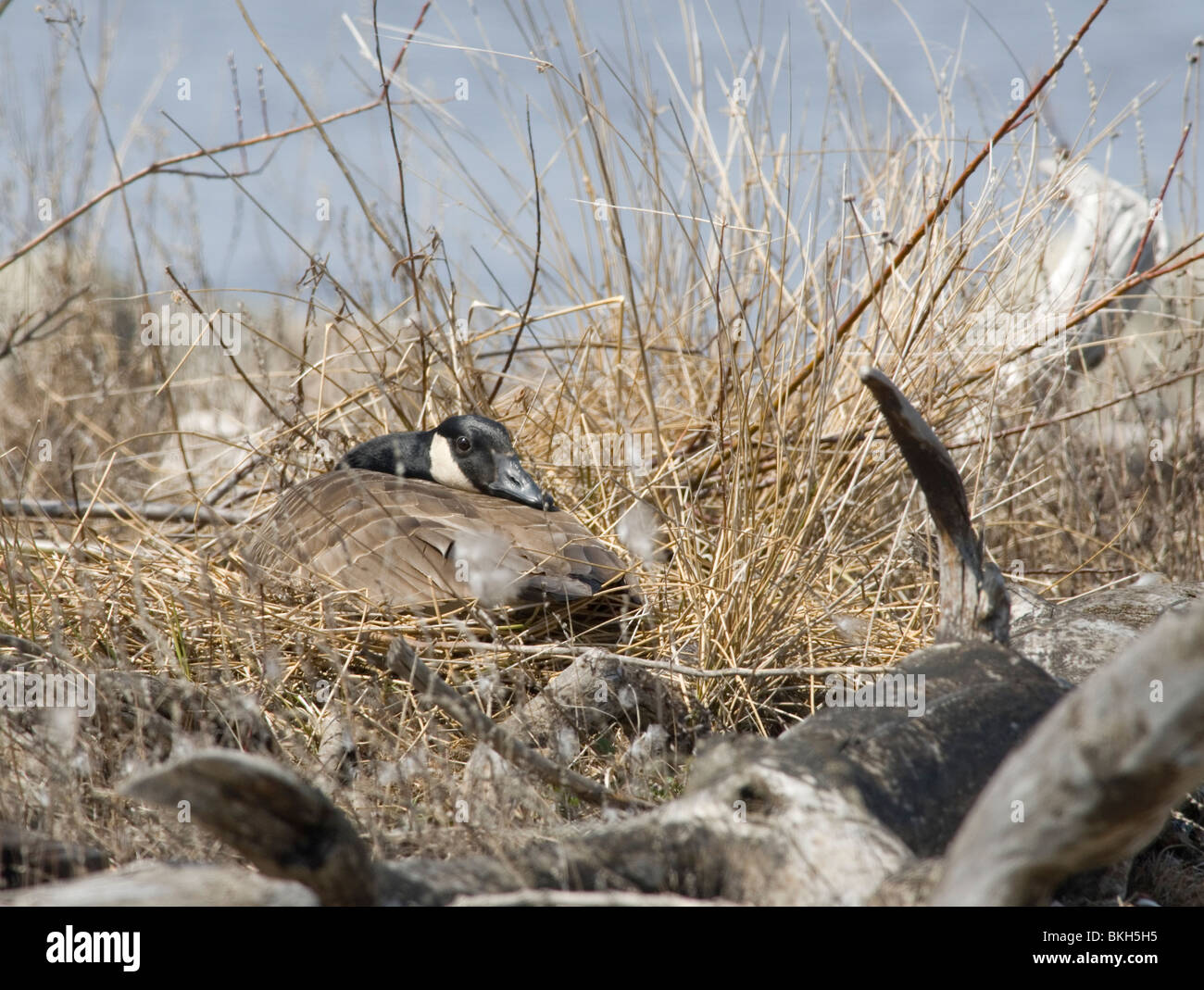 Een Canadese Gans zittend op het nest,une bernache du Canada sur le nid. Banque D'Images