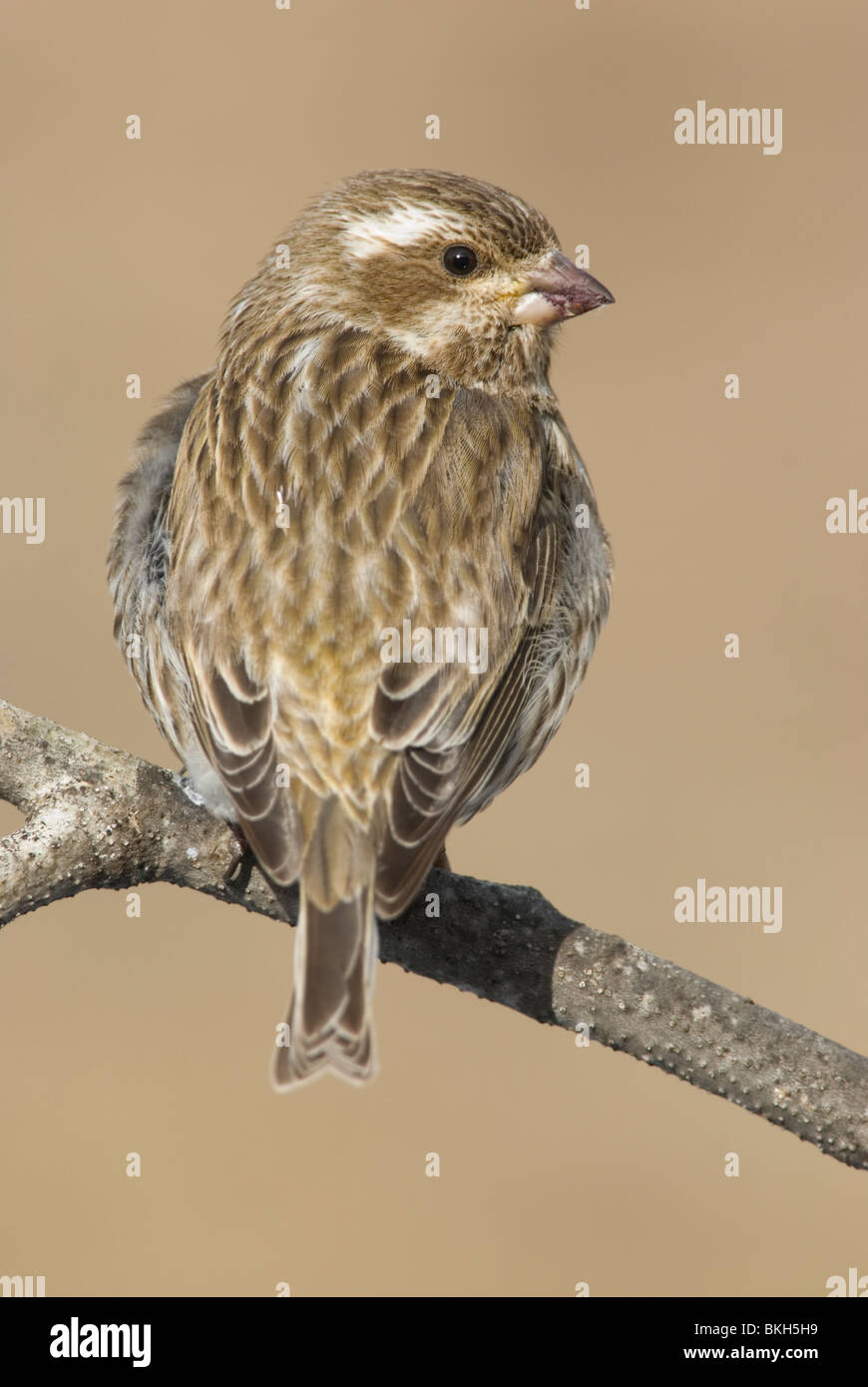 Een Amerikaanse Roodmus zittend op een tak,UN Roselin pourpré assis sur une branche. Banque D'Images