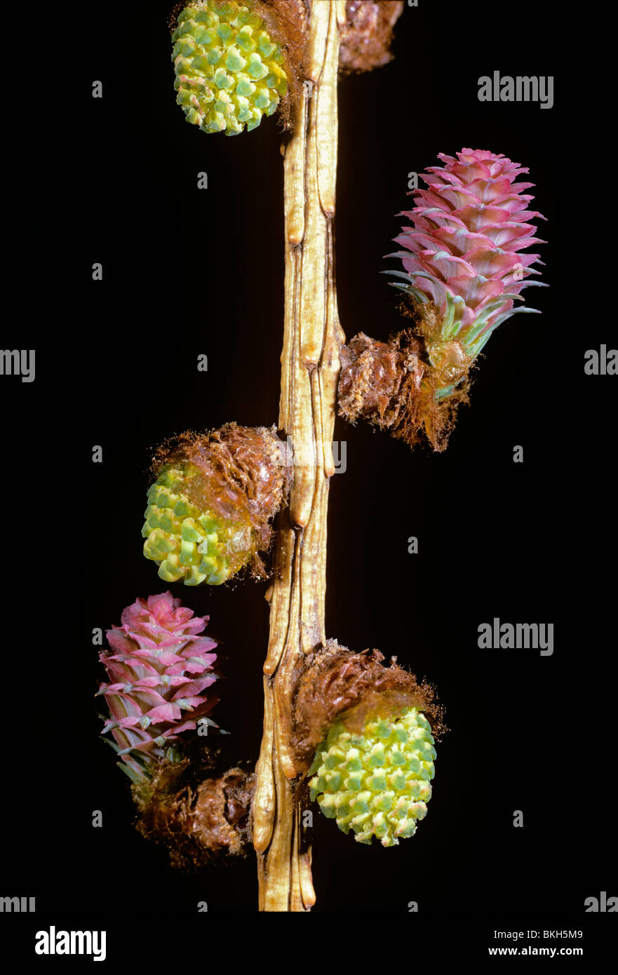 Les cônes mâles et femelles de mélèze comparaître devant de nouvelles aiguilles Banque D'Images