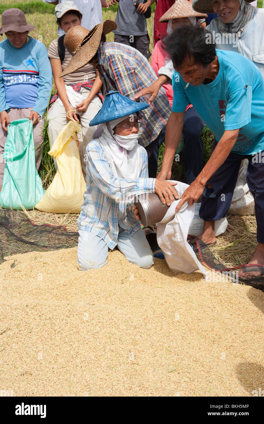 Femme de la distribution de riz pour les villageois après la récolte ; Batangas ; le sud de Luzon, Philippines Banque D'Images