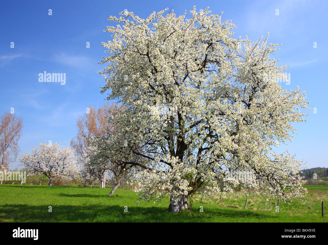 Les cerisiers fleurissent dans une journée de printemps ensoleillée Cerasus avium Banque D'Images