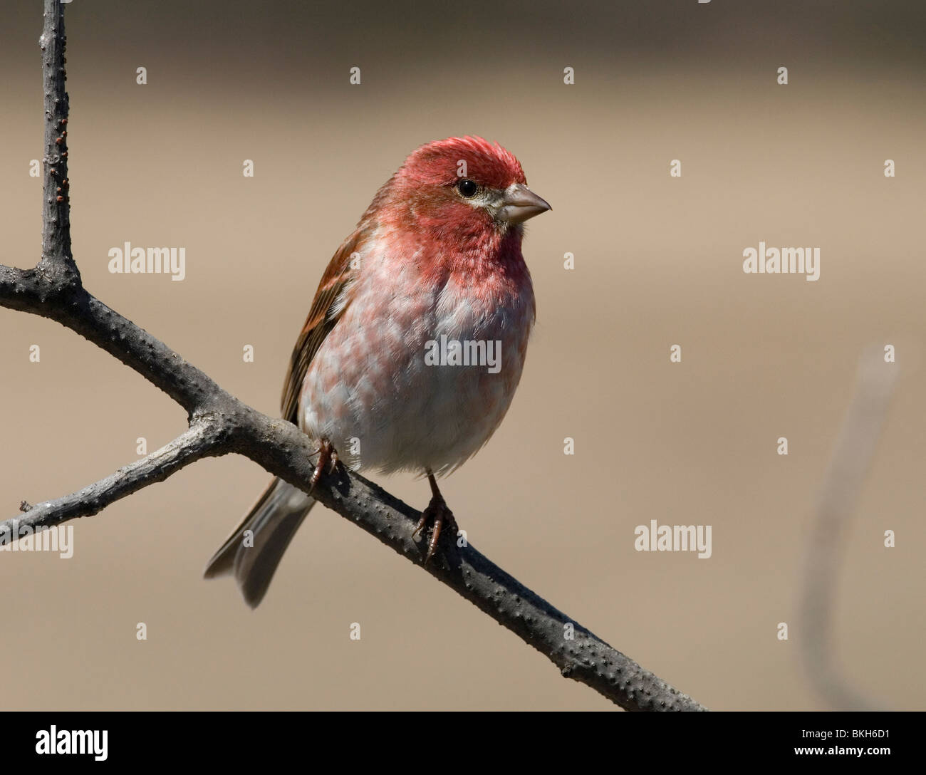 Roodmus zittend op een Amerikaanse en tak,UN puple Finch assis sur une branche. Banque D'Images