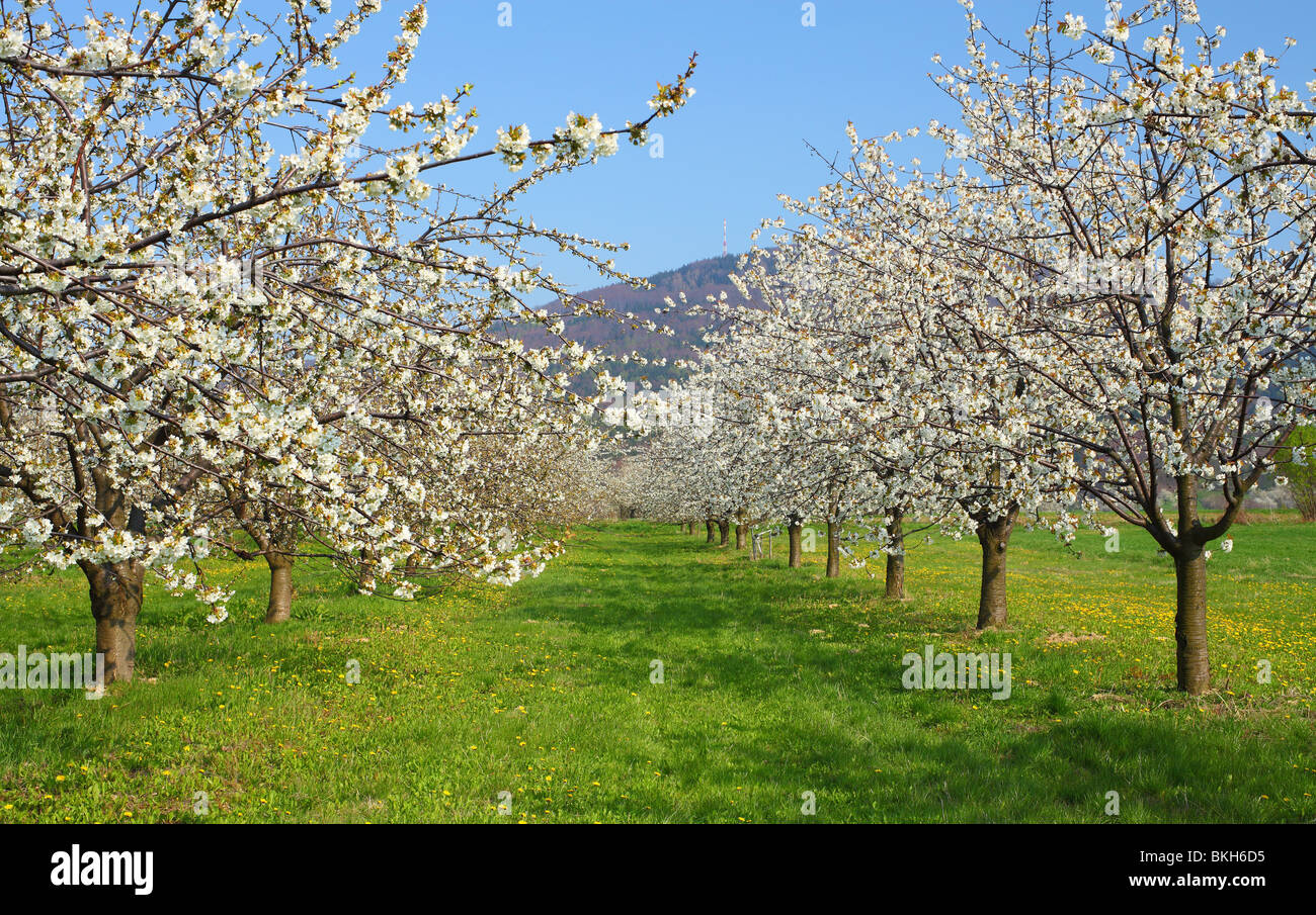 Les cerisiers fleurissent dans une journée de printemps ensoleillée Cerasus avium Banque D'Images