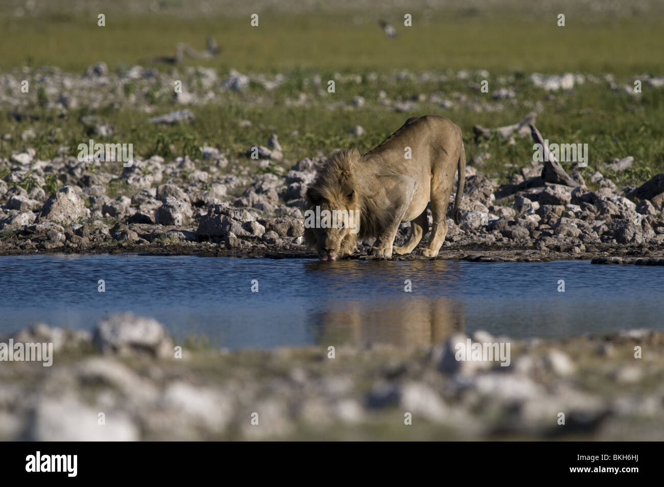 Un lion mâle reitfontain point d'Etosha, Namibie. Banque D'Images