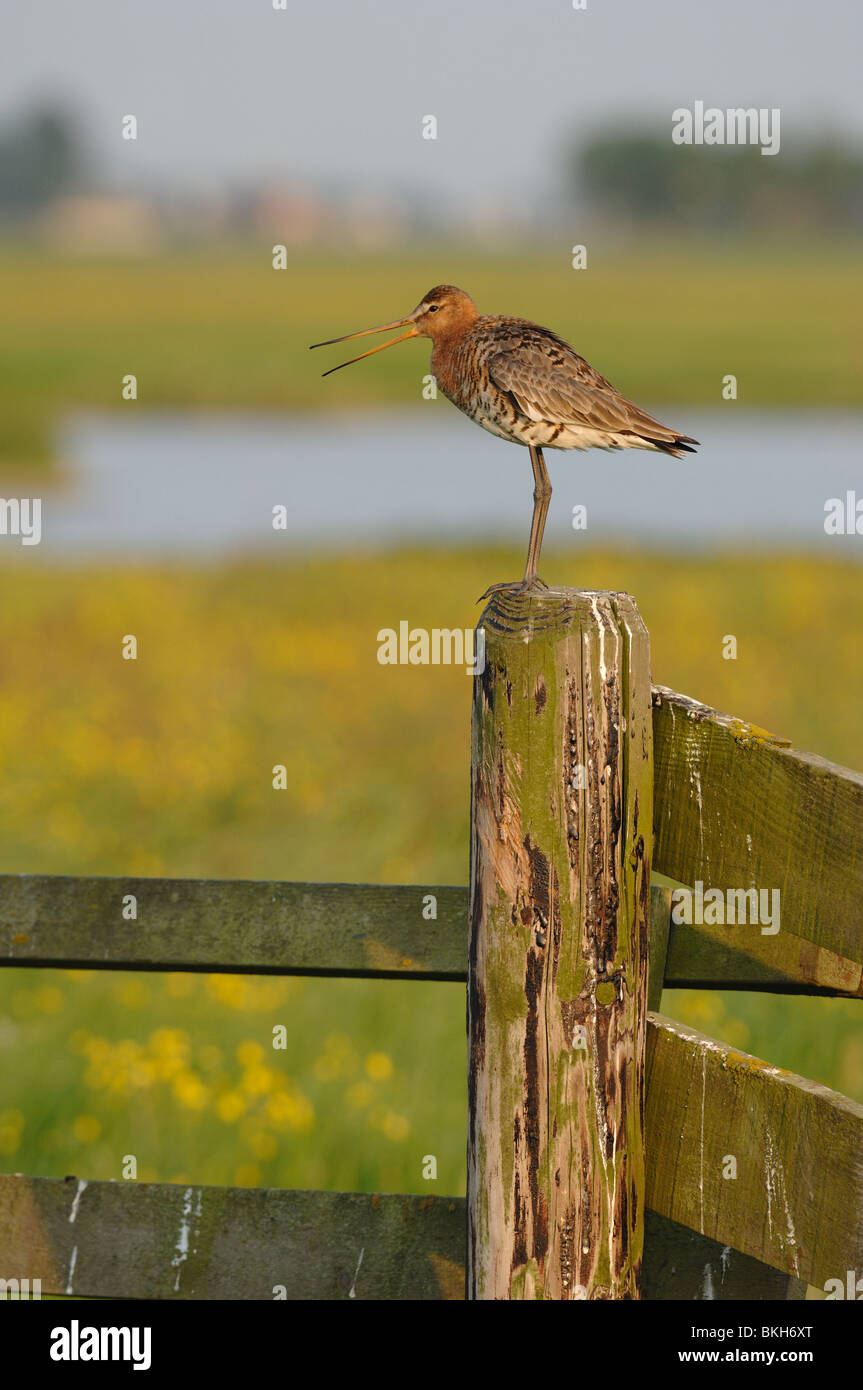 Staande foto van een klassieke roepende Grutto boerenhek op Banque D'Images