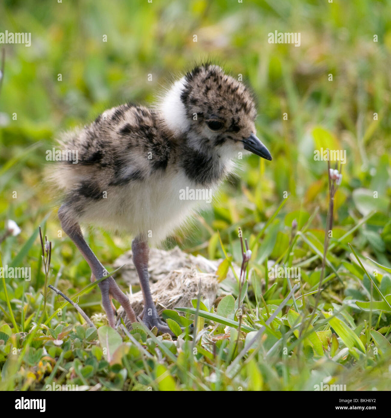 Keivitkuiken paardebloemen ; sociable van de chick entre fleurs de pissenlit Banque D'Images