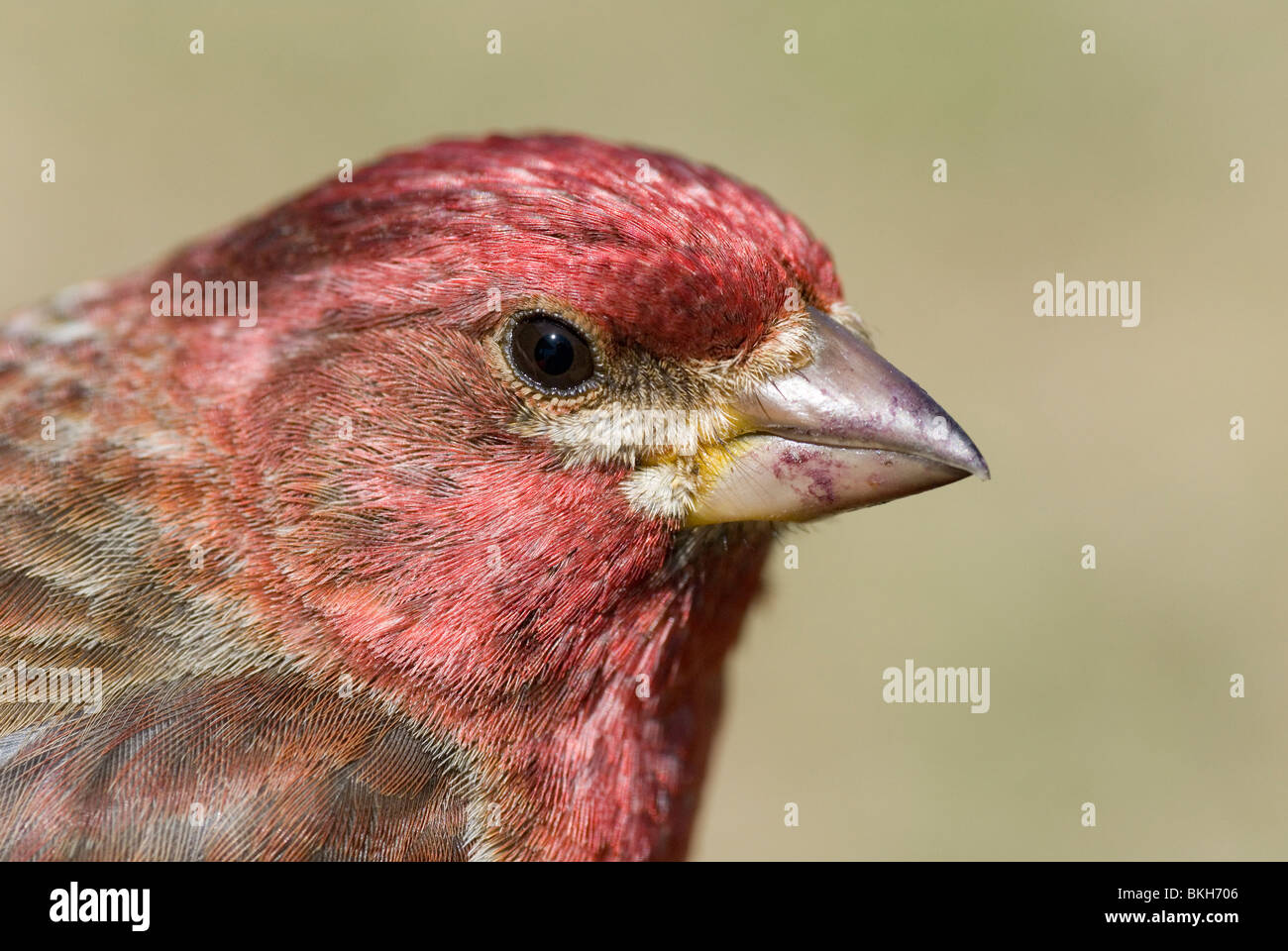 Un portrait d'un Roselin pourpré. Banque D'Images