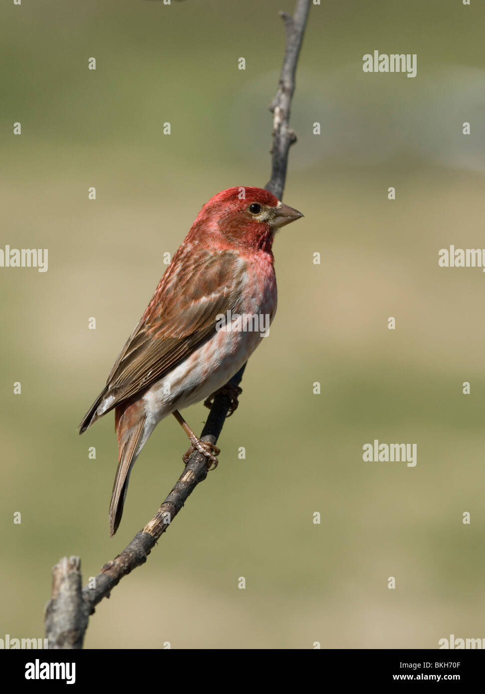 Een Amerikaanse Roodmus zittend op een tak.Un roselin pourpré assis sur une branche. Banque D'Images