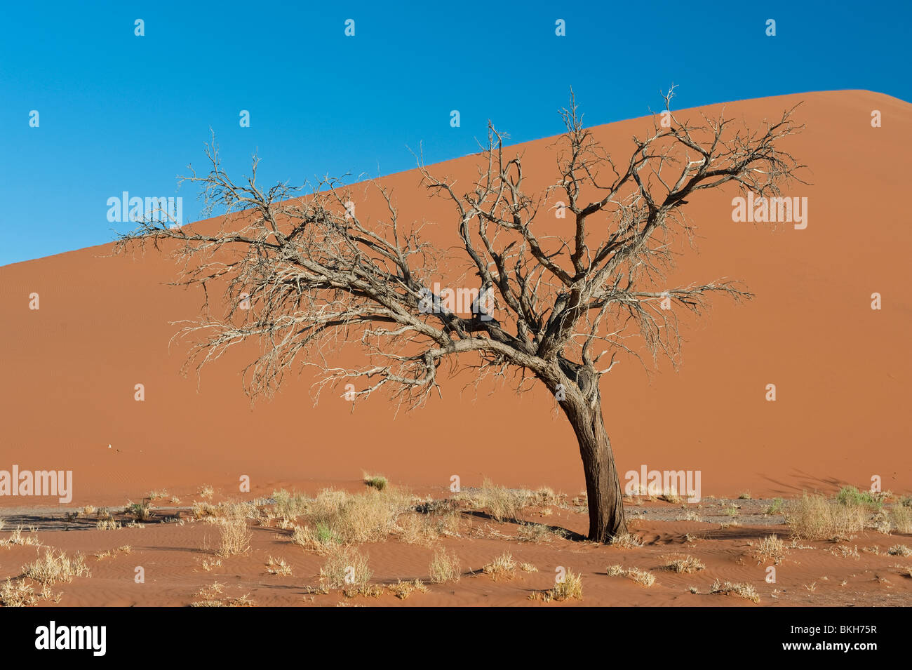 Dune 45 dans la région de Sossusvlei, Namibie Banque D'Images