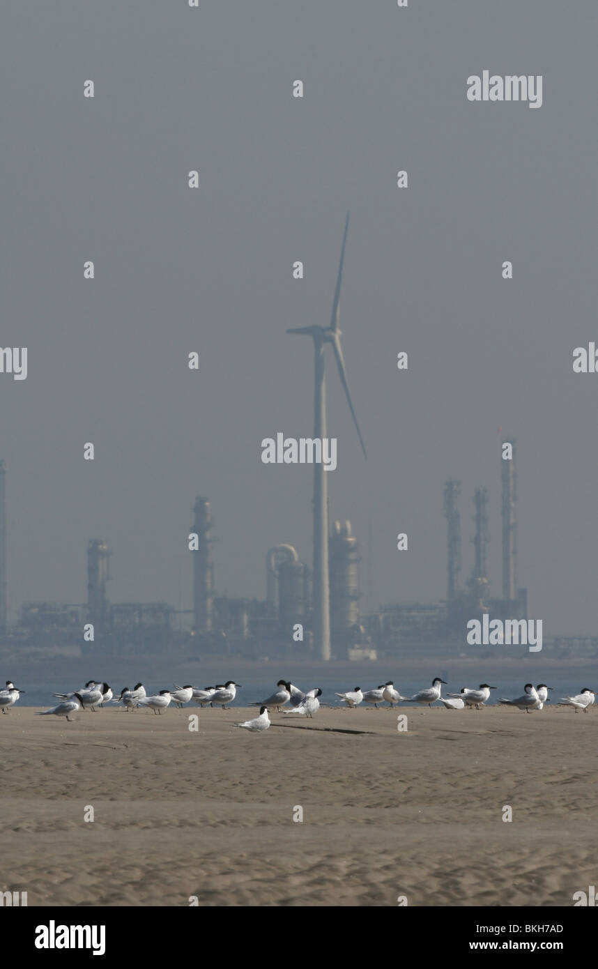 Staande foto van een groep rustende grote sterns rencontré achtergrond als een olieraffinaderij op de Maasvlakte ; un groupe de repos des sternes Sandwich avec en arrière-plan d'une raffinerie de pétrole Banque D'Images