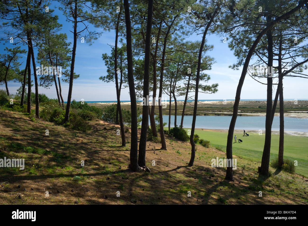 Portugal, Algarve, Quinta do Lago, pins et le golf San Lorenzo Banque D'Images