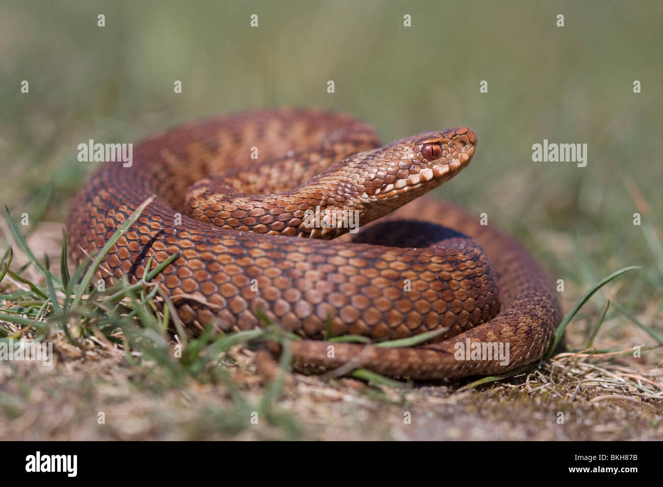 L'additionneur brun rougeâtre (Vipera berus) Banque D'Images