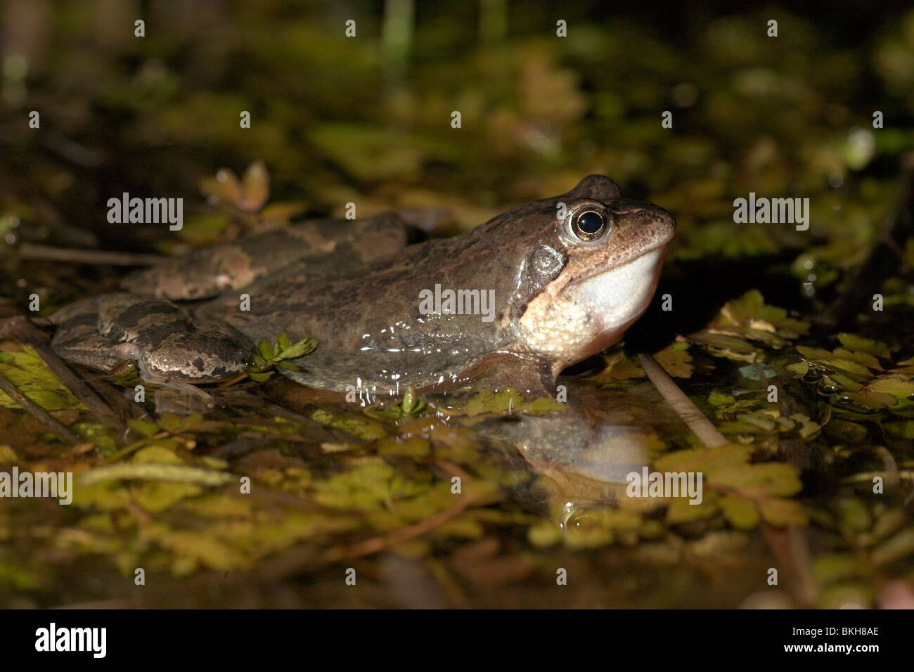 Photo d'un mâle appelant grenouille rousse (voir sa gorge gonflée) Banque D'Images