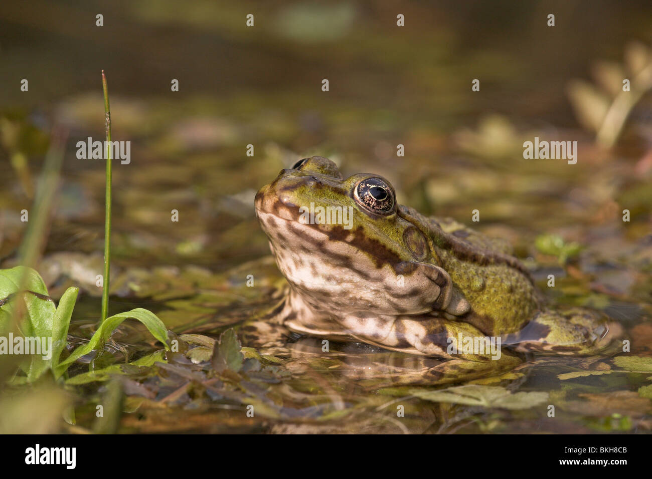 Photo d'une grenouille des marais assis sur la végétation dans l'eau Banque D'Images
