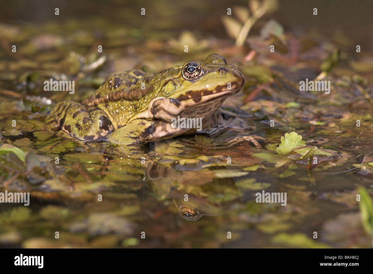 Photo d'une grenouille des marais assis sur la végétation dans l'eau Banque D'Images