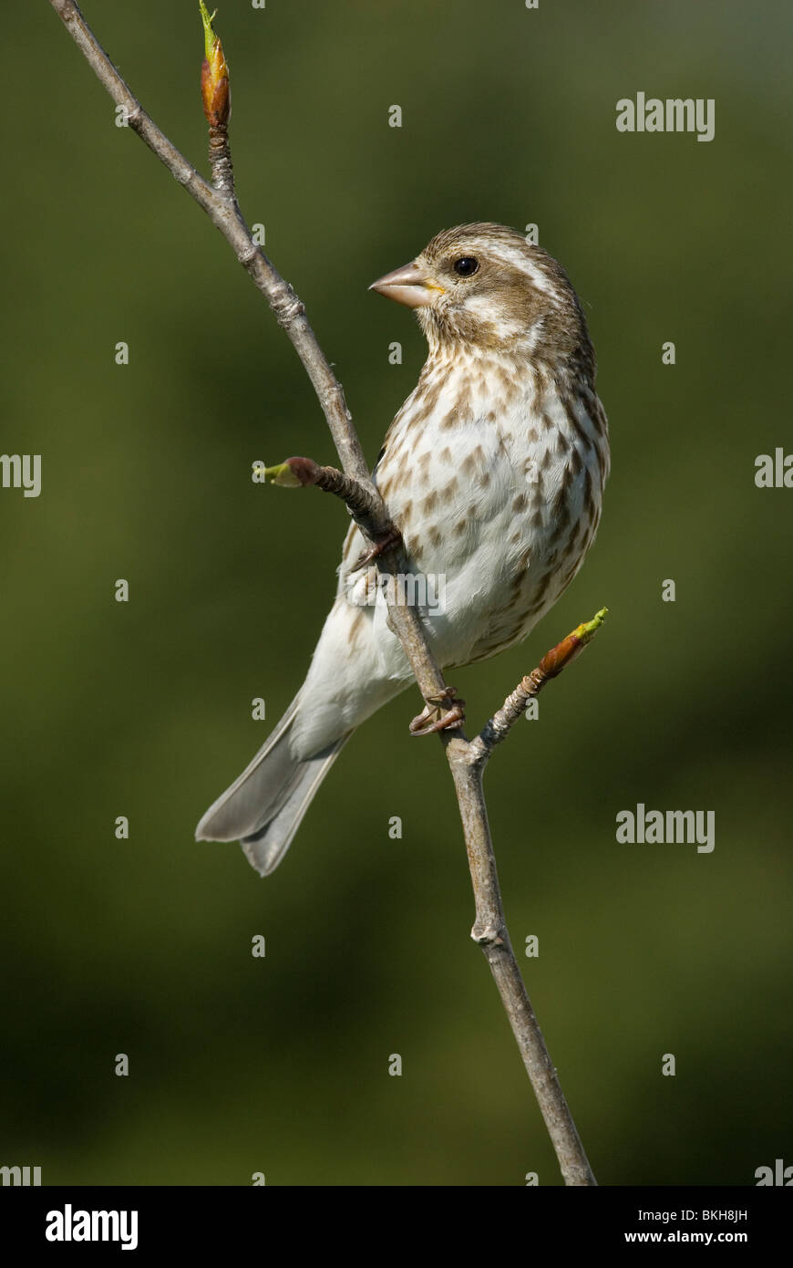 Un roselin pourpré assis sur une branche. Banque D'Images