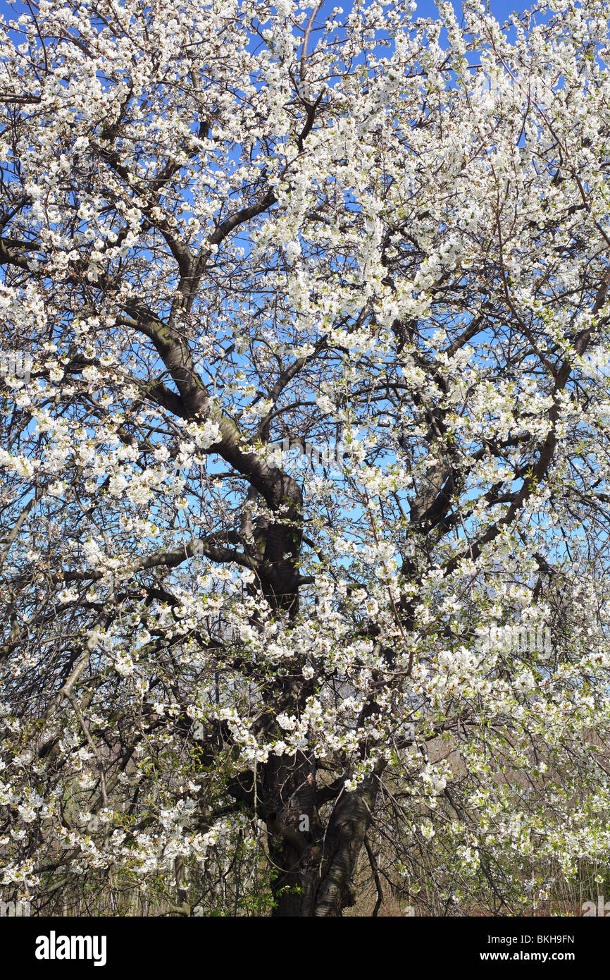 Les cerisiers fleurissent dans une journée de printemps ensoleillée Cerasus avium Banque D'Images