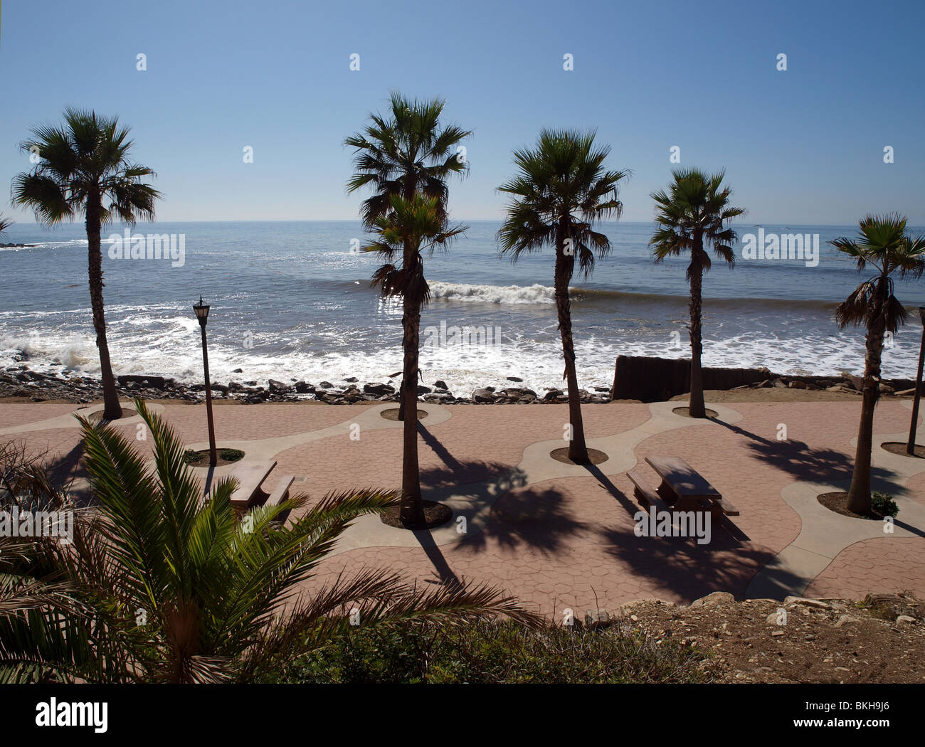 Royal Palms à Whites Point, comté de Los Angeles. Banque D'Images