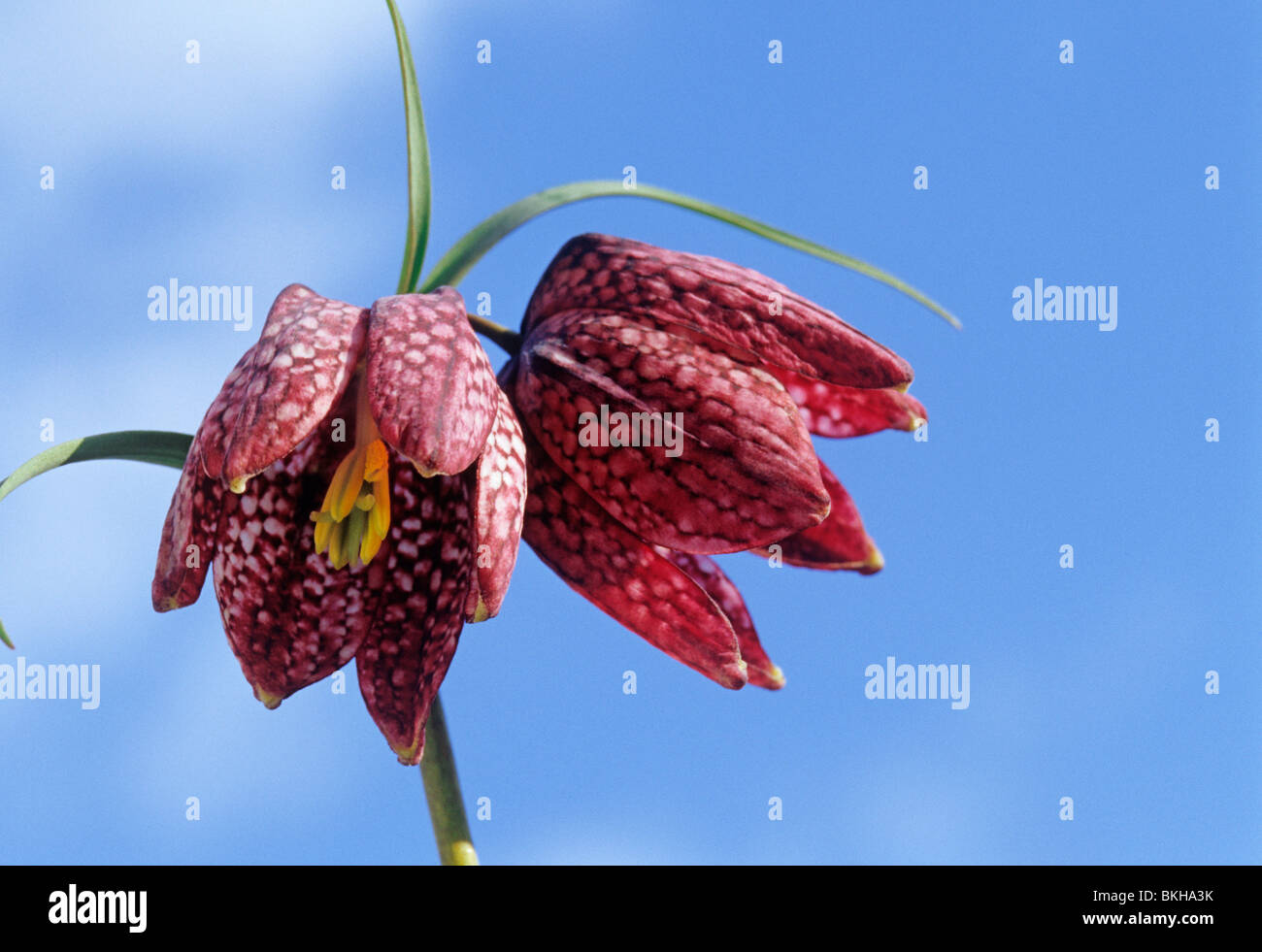 Tête de serpents fritillary, Fritillaria meleagris Banque D'Images