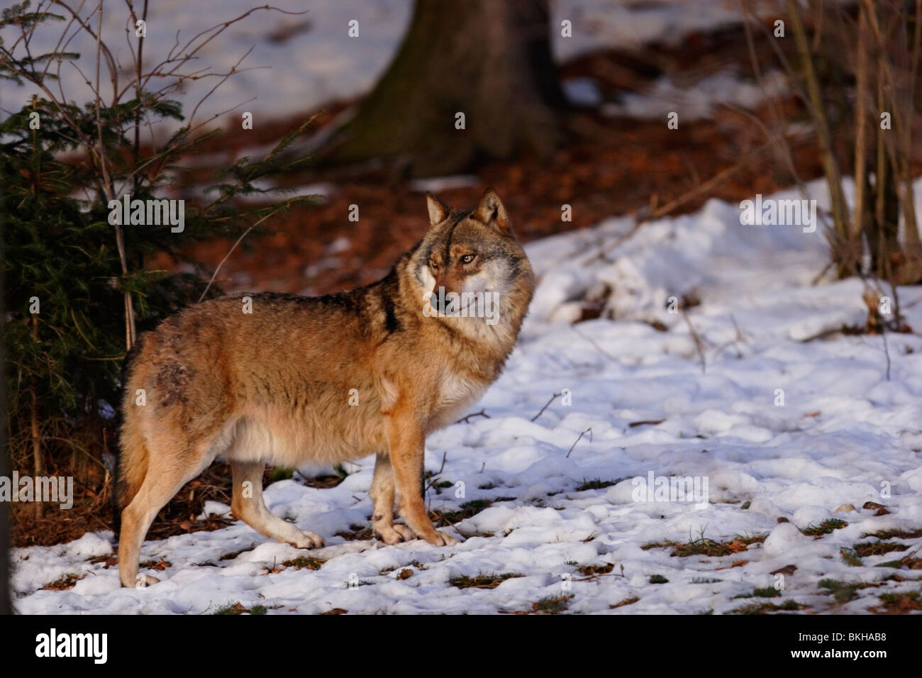 Le loup, Canis lupus, Raubtier, hiver, schnee Banque D'Images