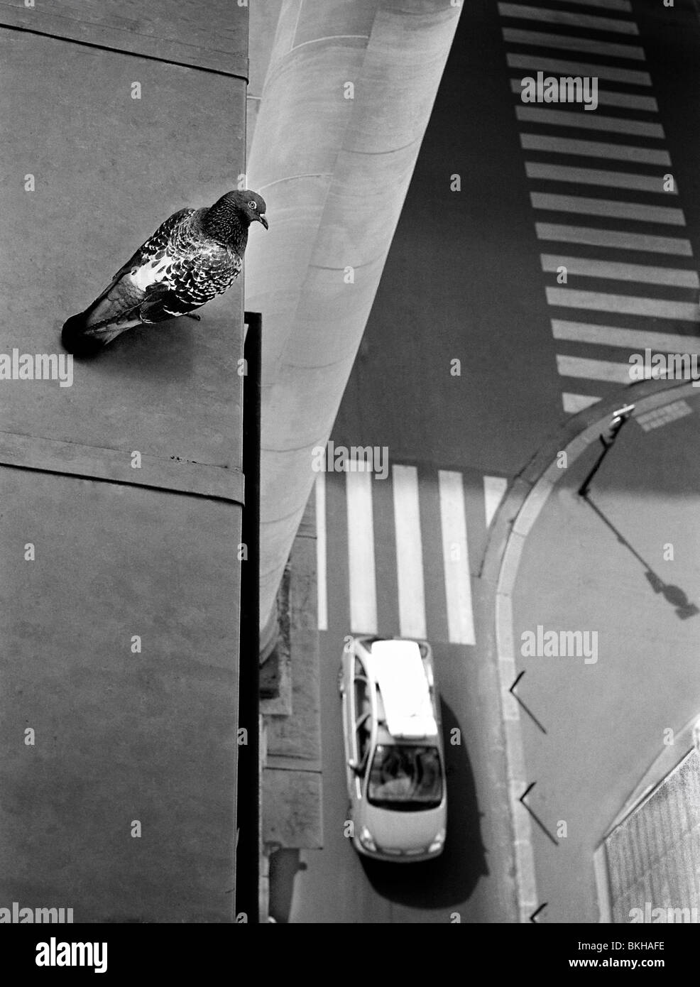 L’oiseau Banque D'Images L’oiseau Banque D'Images