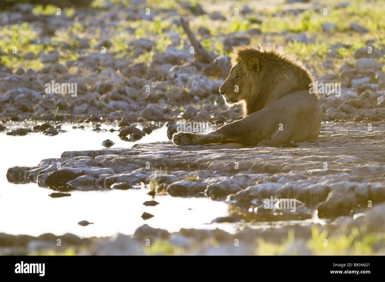 Un lion mâle reitfontain point d'Etosha, Namibie. Banque D'Images