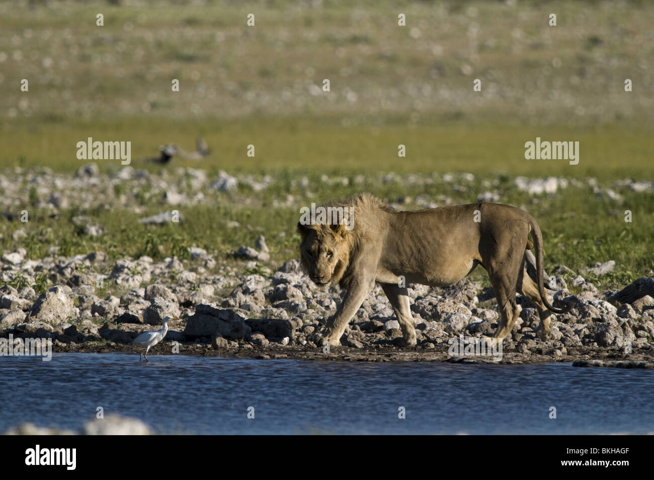 Un lion mâle reitfontain point d'Etosha, Namibie. Banque D'Images