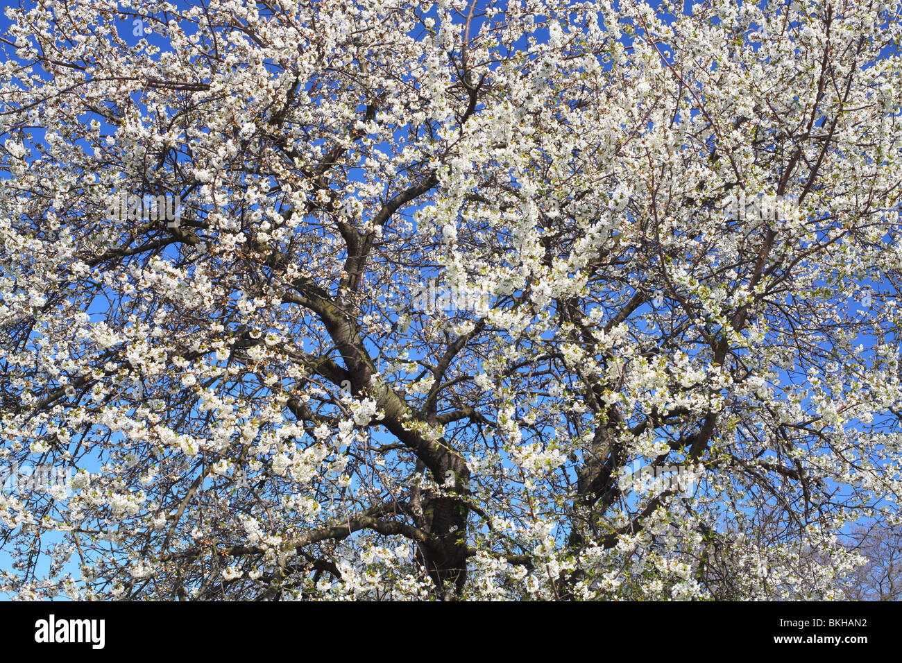 Les cerisiers fleurissent dans une journée de printemps ensoleillée Cerasus avium Banque D'Images