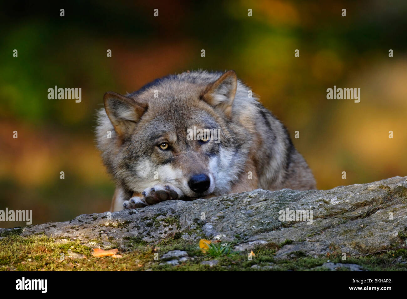 Le loup, Canis lupus, dans la chaude lumière Banque D'Images