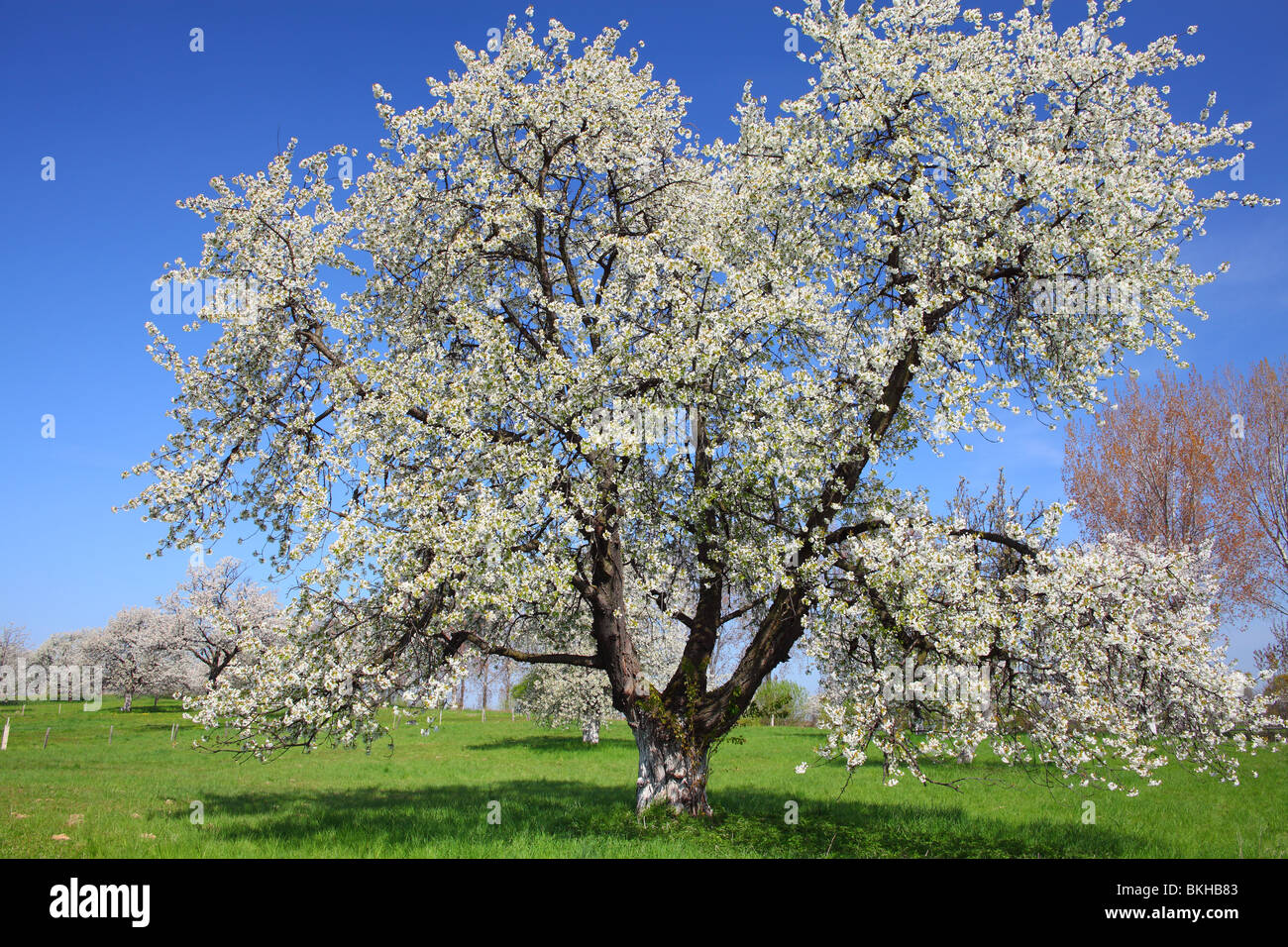 Les cerisiers fleurissent dans une journée de printemps ensoleillée Cerasus avium Banque D'Images