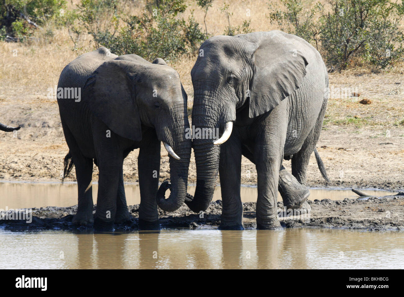 African Elephant, Kruger Park, Afrique du Sud Banque D'Images