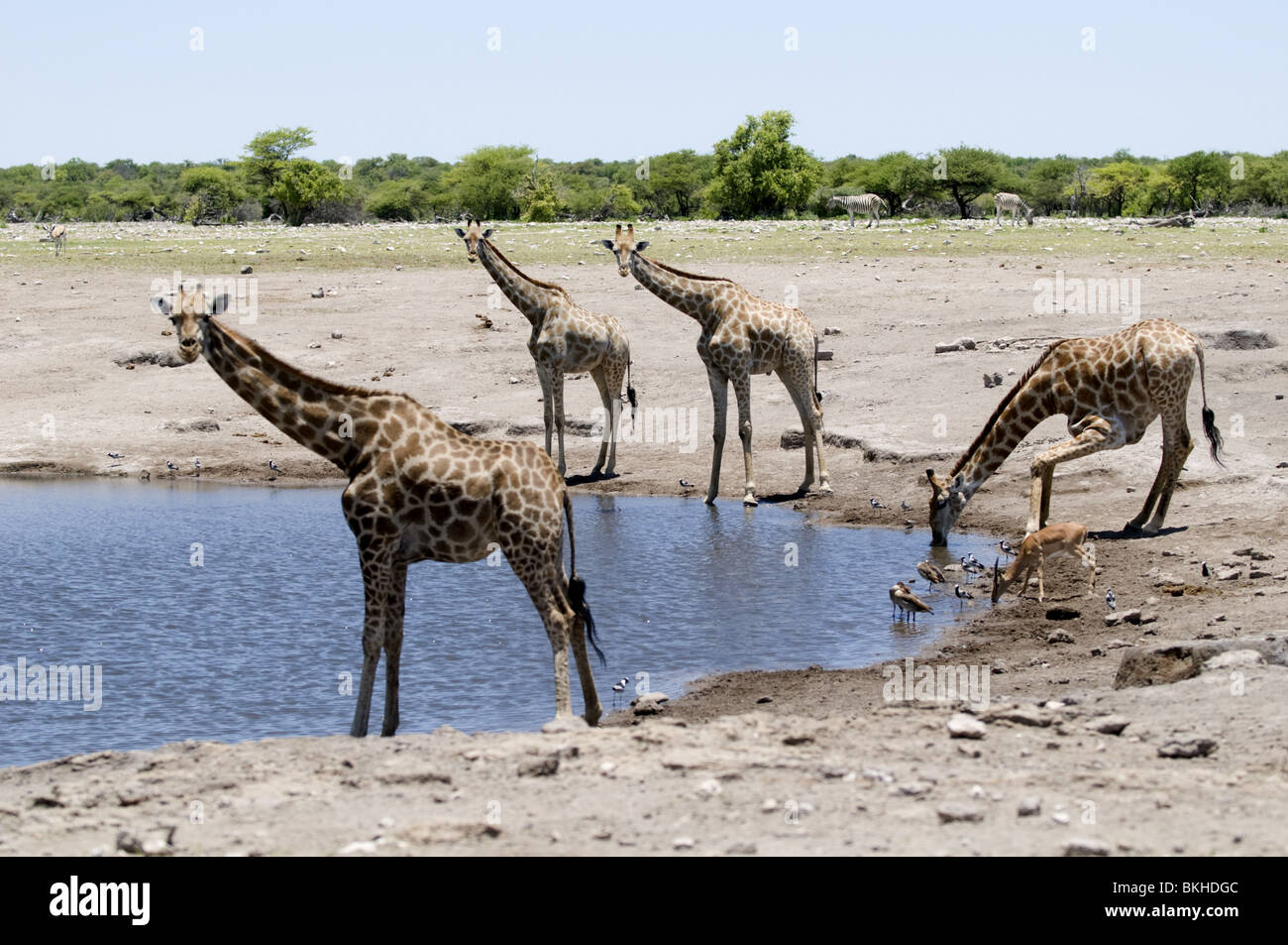 Giraffe at waterhole, Etosha, Namibie Banque D'Images