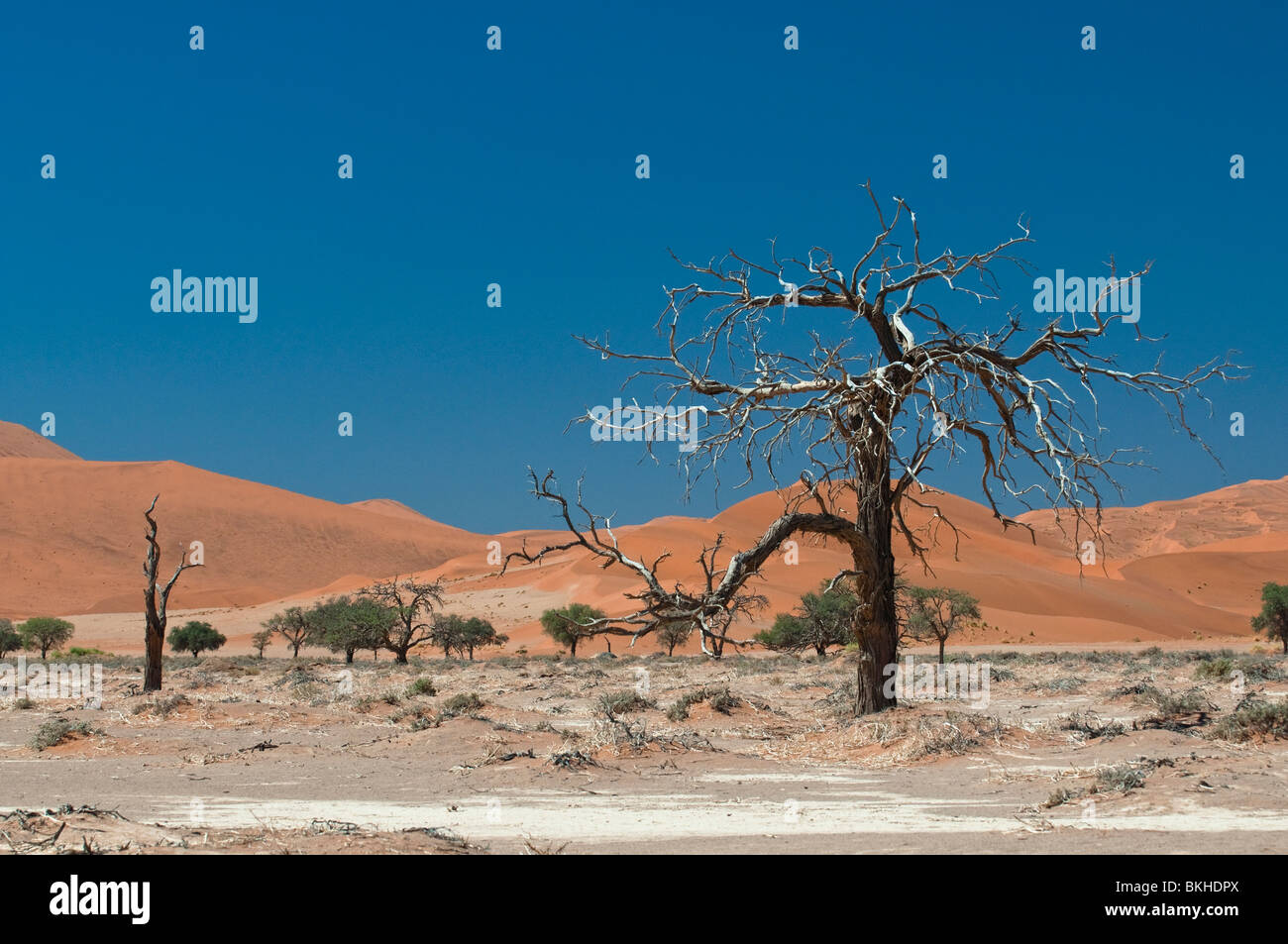 Camel Thorn arbres et des Dunes de Sossusvlei, en Namibie Banque D'Images